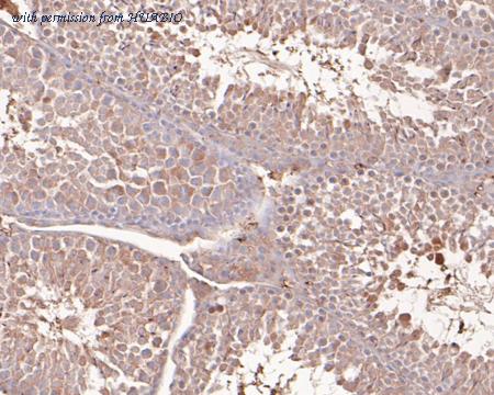 HUABIO HA600023 image 2