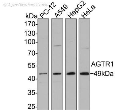 HUABIO HA600029 image 1