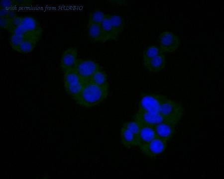 HUABIO HA600029 image 2