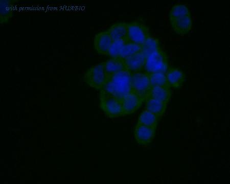 HUABIO HA600029 image 3