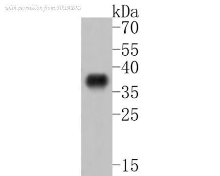 HUABIO HA600039 image 1