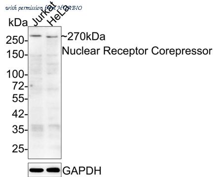 HUABIO HA600055 image 1