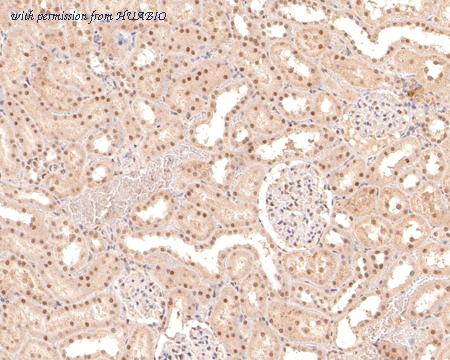 HUABIO HA600055 image 2