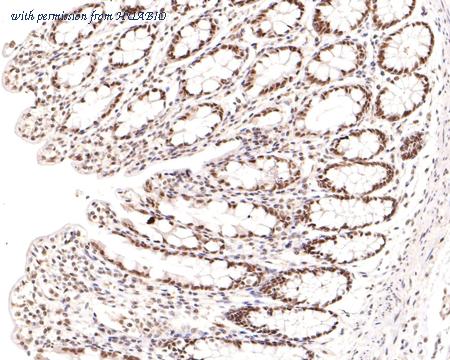 HUABIO HA600055 image 3