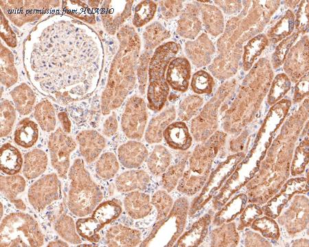 HUABIO HA600056 image 3