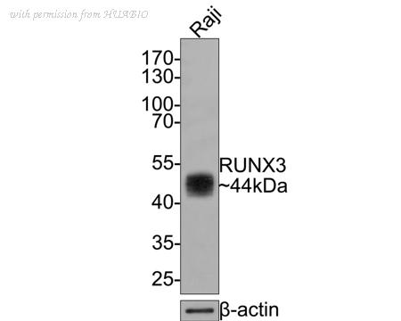HUABIO HA600058 image 2