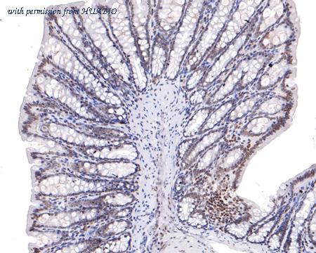 HUABIO HA600058 image 3