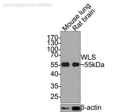 HUABIO HA600060 image 2