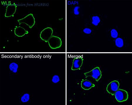 HUABIO HA600060 image 3