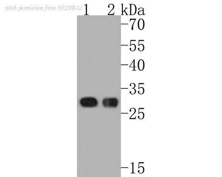 HUABIO HA600063 image 2