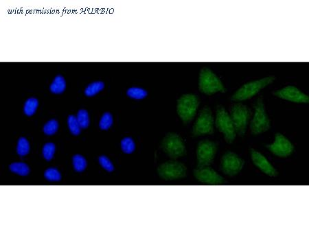 HUABIO HA600063 image 3