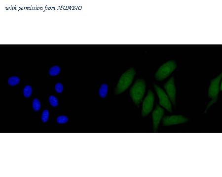 HUABIO HA600064 image 2