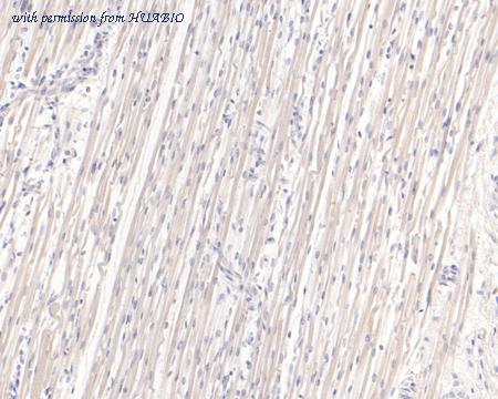 HUABIO HA600064 image 3