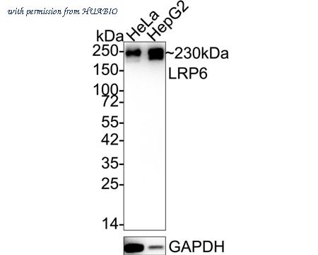 HUABIO HA600065 image 1