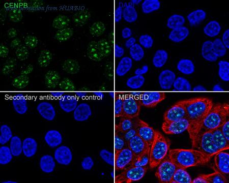 HUABIO HA600070 image 2