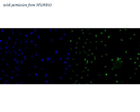 HUABIO HA600070 image 3