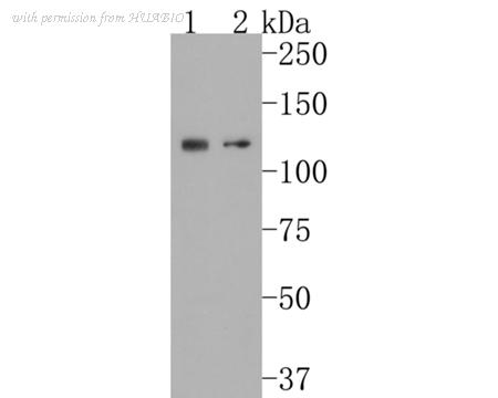 HUABIO HA600072 image 1