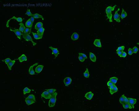 HUABIO HA600074 image 1