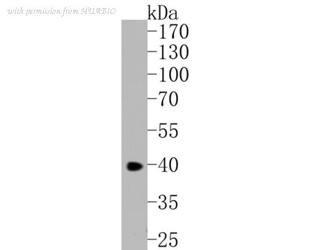 HUABIO HA600075 image 1