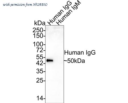 HUABIO HA600076 image 1