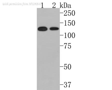 HUABIO HA600077 image 1