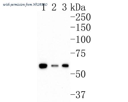 HUABIO HA600078 image 1