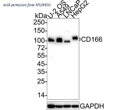 HUABIO HA600082 image 1