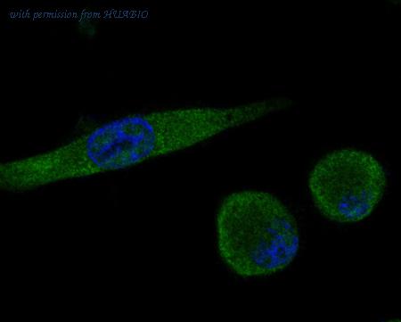 HUABIO HA600082 image 3