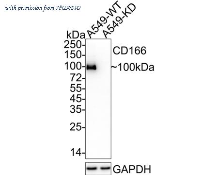 HUABIO HA600083 image 1