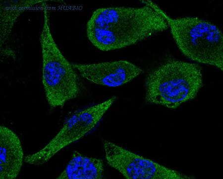 HUABIO HA600083 image 2