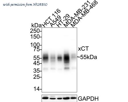 HUABIO HA600097 image 1