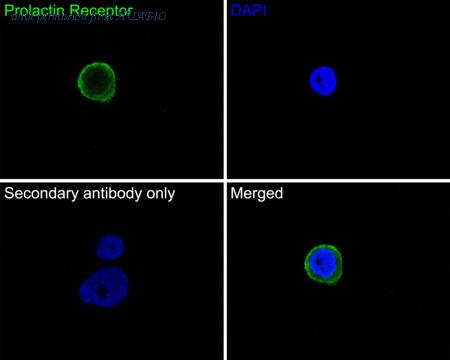 HUABIO HA600099 image 2