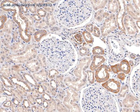 HUABIO HA600099 image 3