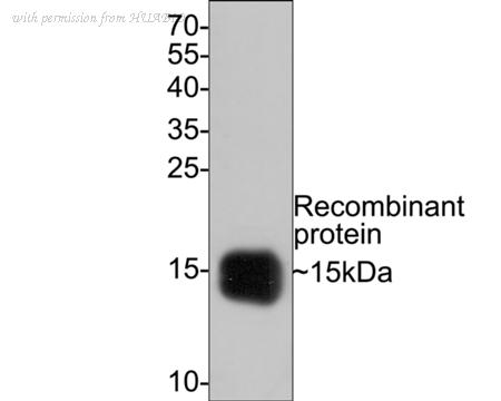 HUABIO HA601006 image 3