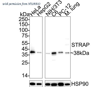 HUABIO HA601007 image 1