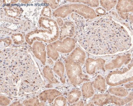 HUABIO HA601020 image 3