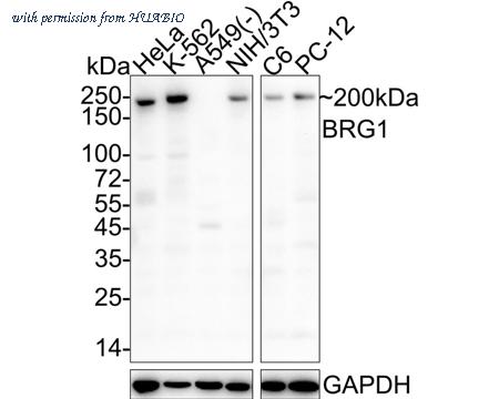 HUABIO HA601021 image 1