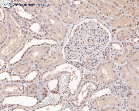 HUABIO HA601021 image 3