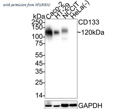 HUABIO HA601024 image 1