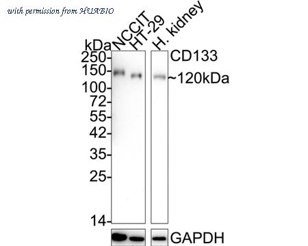 HUABIO HA601025 image 1