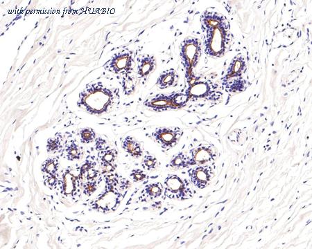 HUABIO HA601025 image 3