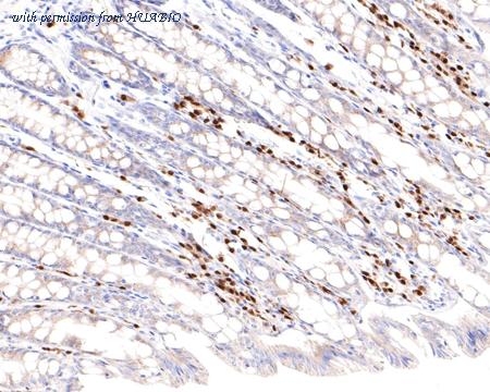 HUABIO HA601030 image 2