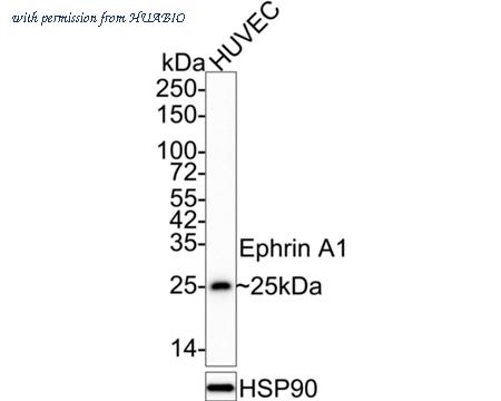 HUABIO HA601038 image 1