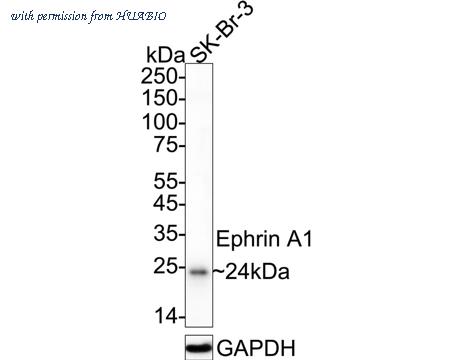 HUABIO HA601038 image 2