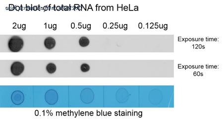 HUABIO HA601049 image 1