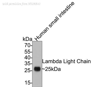 HUABIO HA601054 image 1