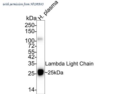HUABIO HA601054 image 2