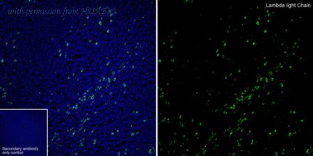 HUABIO HA601054 image 3