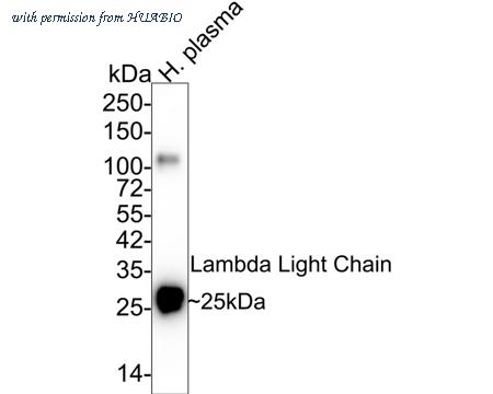 HUABIO HA601055 image 2