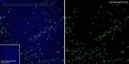 HUABIO HA601055 image 3